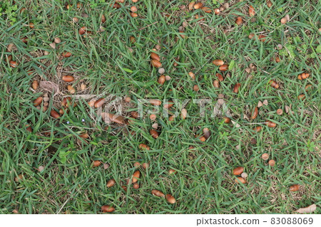 A lot of acorns that fell to the ground Autumn image background 83088069