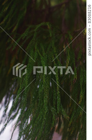 Fir leaves 83088216