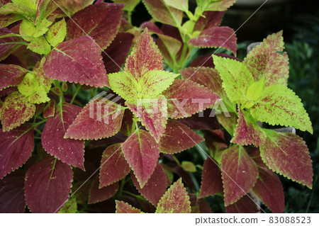 Coleus Coleus 83088523