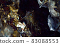 Crab lurking in the shade of a rock 83088553