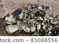 Seashells stuck to the rocks on the beach 83088556