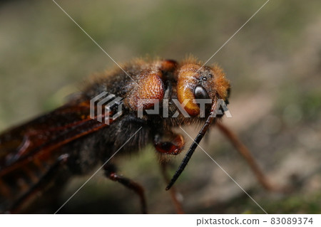 Hiraashiki bee dying in spawning position 83089374