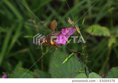 Periwinkle and Hoshihoujak 83089376