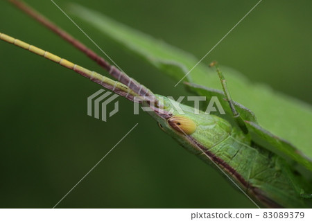 Profile up of Gonista bicolor 83089379
