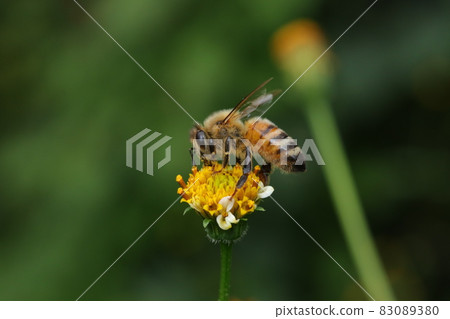 Kosendangusa flowers and bees 83089380