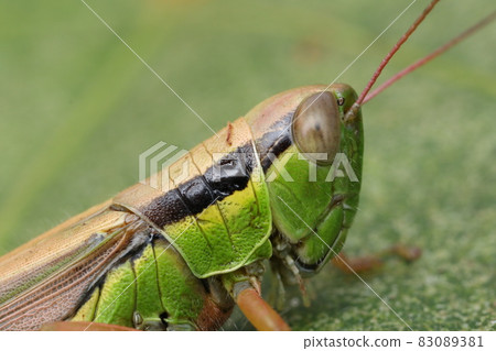 Face up of Oxya yezoensis 83089381