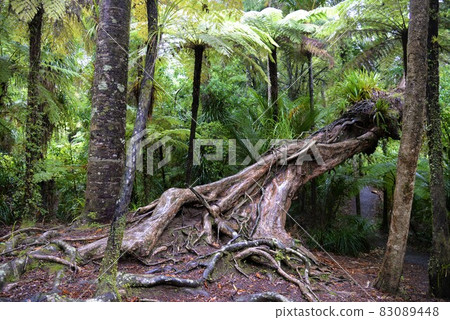 Waipoua Kauri Forest Reserve, a giant tree in Kauri, North Island, New Zealand 83089448