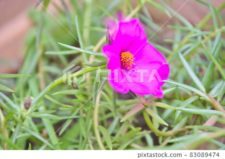 Pink flowers Pink flowers 83089474