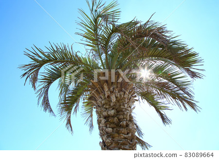 Kujukuri beach palm trees Kujukuri beach palm trees 83089664