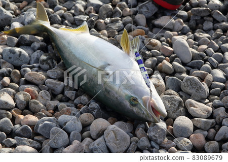 Yellowtail caught by sea fishing 83089679