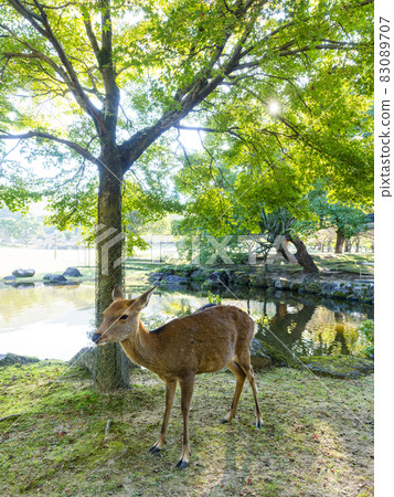 【奈良公園】春日園三沙池與鹿 83089707