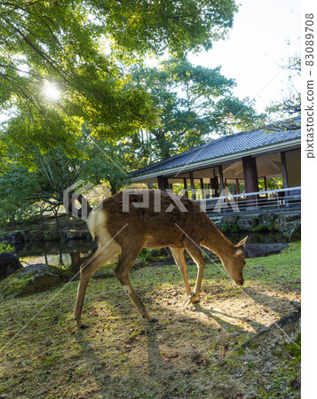 【奈良公園】春日園三沙池與鹿 【奈良公園】春日園三沙池與鹿 83089708