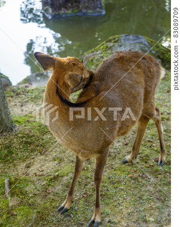 [Nara Park] Sansha Pond and Deer in Kasuga Garden 83089709