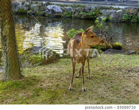 [Nara Park] Sansha Pond and Deer in Kasuga Garden 83089710