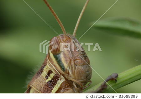 Patanga japonica 83089899