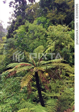 新西蘭北島風帽森林 Waipoua Kauri Forest Reserve 新西蘭北島風帽森林 Waipoua Kauri Forest Reserve 83089906
