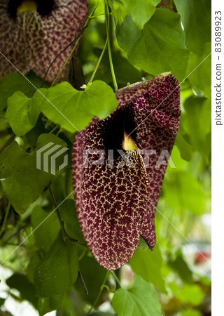 馬兜鈴花盛開。 83089923