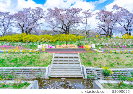 Shiraishi River Chisakura Park in bloom (Shibata Town, Miyagi Prefecture) Shiraishi River Chisakura Park in bloom (Shibata Town, Miyagi Prefecture) 83090035