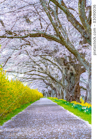 瞳千本櫻，白石川，春意（宮城縣柴田町） 83090036