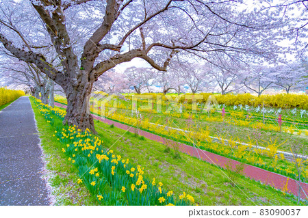 Hitome Senbonzakura, Shiraishi River, spring image (Shibata Town, Miyagi Prefecture) Hitome Senbonzakura, Shiraishi River, spring image (Shibata Town, Miyagi Prefecture) 83090037