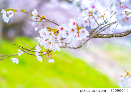 Sakura no Hana Spring image Sakura no Hana Spring image 83090044