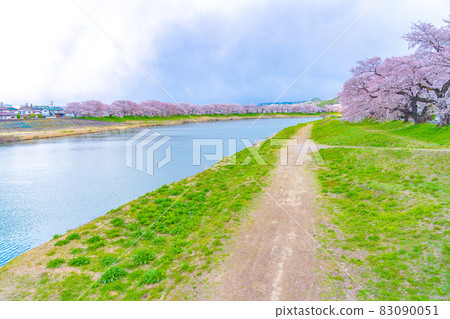 Shiroishi River Tsutsumi Ichimoku Senbonzakura Spring Image (Ogawara Town, Miyagi Prefecture) Shiroishi River Tsutsumi Ichimoku Senbonzakura Spring Image (Ogawara Town, Miyagi Prefecture) 83090051