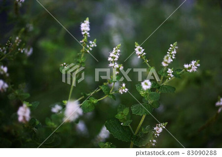 香草薄荷花香味 香草薄荷花香味 83090288
