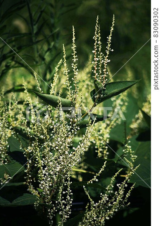 開花在野草的日本虎杖花 83090302