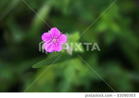 草本花卉 83090303