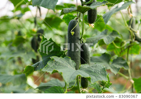Organic cucumbers cultivation. Organic cucumbers cultivation. 83090367