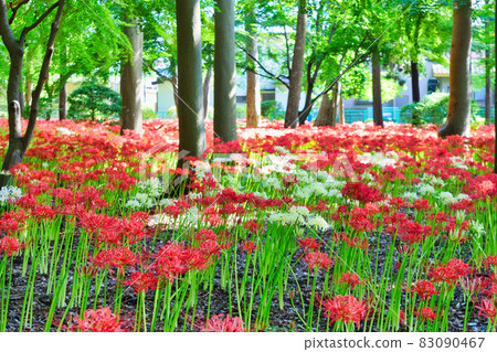 Matsudo City Sokouin Beautiful red and white cluster amaryllis Matsudo City Sokouin Beautiful red and white cluster amaryllis 83090467