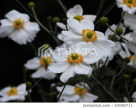 Japanese anemone 83090711