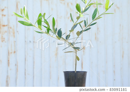 Potted olive tree Potted olive tree 83091181