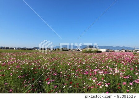 Cosmos of Fujiwara Kyo 83091529