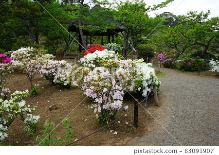 Japanese garden azalea pink flowers spring Japanese garden azalea pink flowers spring 83091907