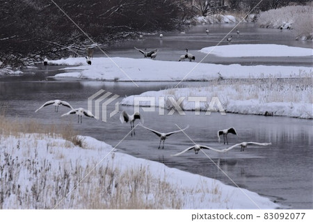 Red-crowned crane roost, Setsuri River, seen from Otowa Bridge Red-crowned crane roost, Setsuri River, seen from Otowa Bridge 83092077