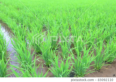 稻田與茂密的稻苗 稻田與茂密的稻苗 83092110