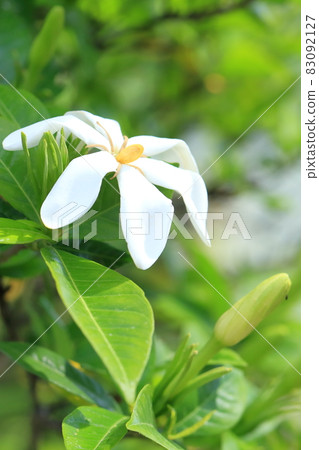 梔子花的白色花朵 梔子花的白色花朵 83092127