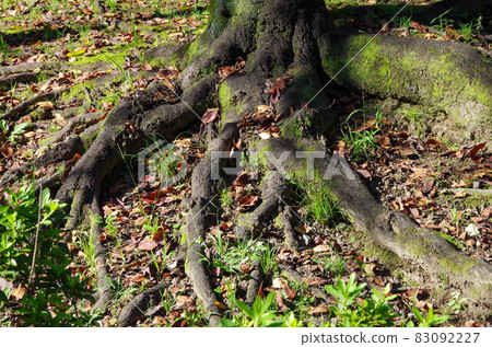 Tree root 83092227