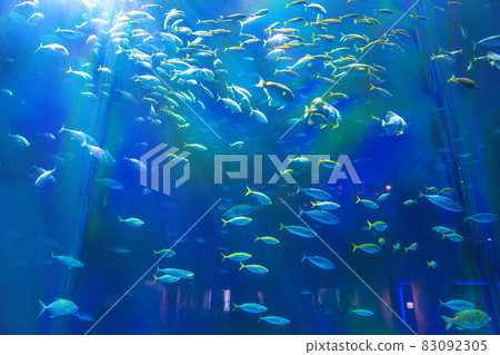 Large aquarium tank (Shikoku Aquarium) Large aquarium tank (Shikoku Aquarium) 83092305