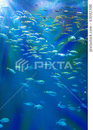 大型水族箱（四國水族館） 83092306