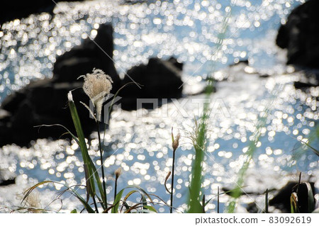 Japanese pampas grass on the coastline Japanese pampas grass on the coastline 83092619