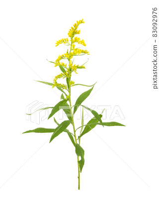 黃花 83092976