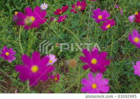 Let's go on a picnic together Let's go on a picnic together 83092995