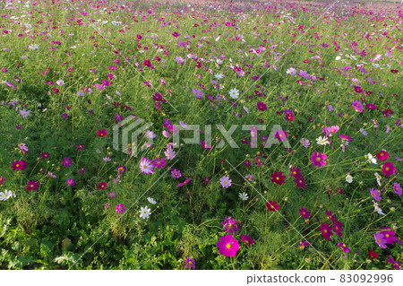 Let's go on a picnic together 83092996