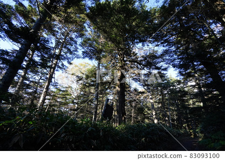 Autumn Shiga Kogen: Coniferous forest zone around the mountain trail from Shigaike Marsh to Suzurikawa 83093100