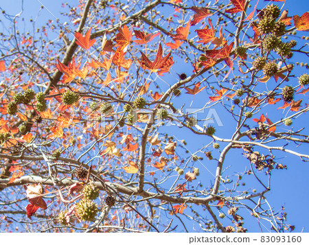 Autumnal leaves of sweetgum (American sweetgum) and seeds Autumnal leaves of sweetgum (American sweetgum) and seeds 83093160