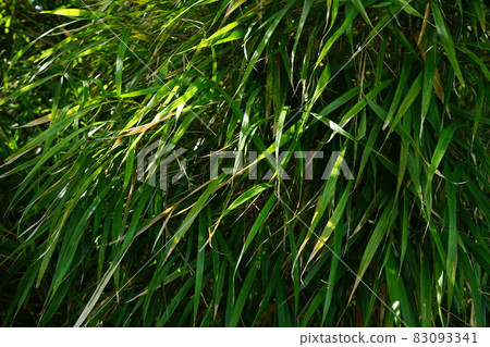 Green mulberry leaf 83093341