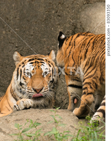 Staring contest Amur tiger parent and child Staring contest Amur tiger parent and child 83093350