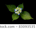 Pale hydrangea and 4 leaves 83093535